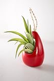 Hinterland Trading Air Plant Abdita in Hanging Red Ceramic Vase Gift Boxed