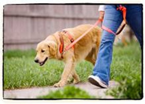 walk in sync harness