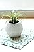 Small Faux Air Plant in Textured White Ceramic Planter - 6 x 6 Inches - Marmeda Decor Potted Artificial Tillandsia Plant in Etched, Lined Clay Pot - Global Modern Decor for Home or Office