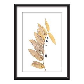 Framed Dried Plant Specimen Fruits Art in Black...