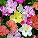 David's Garden Seeds Flower Four O'Clock Bi-Color Mix D216FOUR (Multi) 50 Open Pollinated Seeds