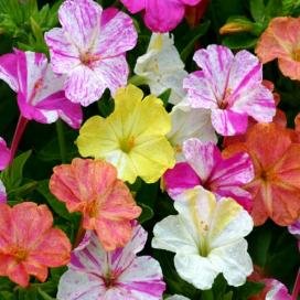 David's Garden Seeds Flower Four O'Clock Bi-Color Mix D216FOUR (Multi) 50 Open Pollinated Seeds David's Garden Seeds Flower Four O'Clock Bi-Color Mix D216FOUR (Multi) 50 Open Pollinated Seeds