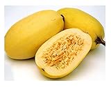 David's Garden Seeds Squash Winter Spaghetti SL2342 (Yellow) 50 Non-GMO, Heirloom Seeds