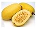 David's Garden Seeds Squash Winter Spaghetti SL0002 (Yellow) 50 Heirloom Seeds