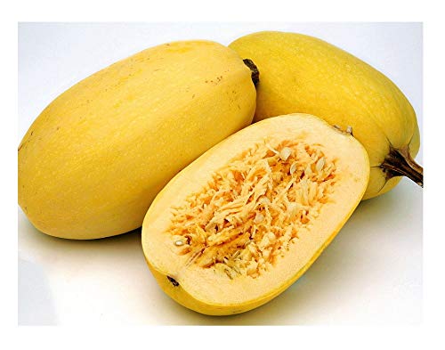 David's Garden Seeds Squash Winter Spaghetti SL2342 (Yellow) 50 Non-GMO, Heirloom Seeds David's Garden Seeds Squash Winter Spaghetti SL2342 (Yellow) 50 Non-GMO, Heirloom Seeds