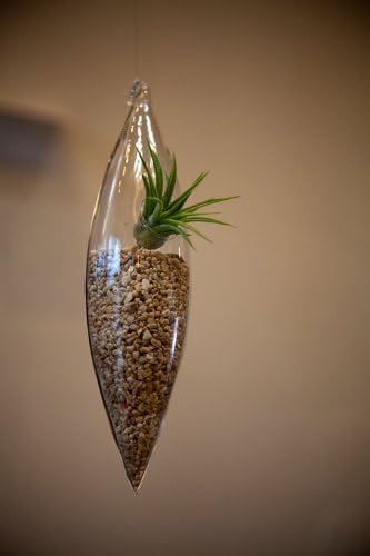 Trendy Hanging Tillandsias Air Plant Terrarium Glass. The Ultimate Urban Houseplant. Less Work and More Fun. (Color of Pebbles: Tan)