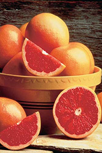 Ruby Red Grapefruit, Fruit Citrus Tree (Excludes: CA, AZ, LA, TX), 1 Gallon