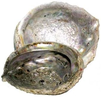 BuddyDee AzureGreen IBABA Abalone Shell Incense Burner, 5 - 6 in.