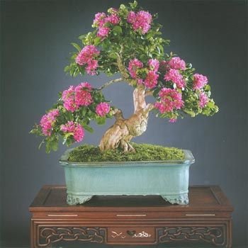 Creative Farmer Bonsai Suitable Seeds Red Crepe Myrtle Imported Bonsai Suitable Seeds