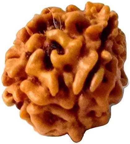 Apnisanskriti Lab Certified 3 Mukhi Certified Rudraksha Bead - Natural Three Faced Brown Rudraksh Bead- Pack of 1