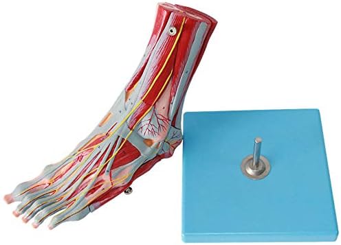 足の解剖学的モデル 人間の足関節足底筋靭帯血管神経モデル 9パーツ 医療教育およびトレーニングに使用7 87 3 54 12 99インチ B0854gcbqz 10 249円