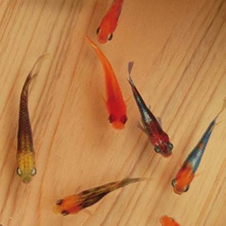 Amazon 金魚 樹脂金魚 めだか メダカ 輝 純日本製 プレゼント 天然木 誕生日 還暦 結婚 新築 記念品 樹脂金魚 男性 女性 クリスマス お正月 コレクション アニメ 萌えグッズ 通販