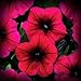 Shock Wave Deep Purple Petunia Flower Seed Pack 100 Stratisfied Seeds primary