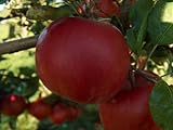 McIntosh Dwarf Apple Tree-healthy Fruit Trees - Red Apple - 2-4 ft. -1 Each Plus Bonus