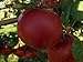 McIntosh Dwarf Apple Tree-healthy Fruit Trees - Red Apple - 2-4 ft. -1 Each