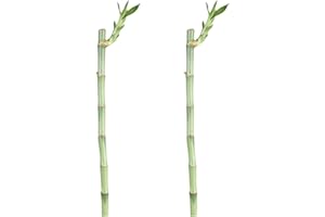 CANTON AQUATICS Lucky Bamboo Plant Dracaena Sanderiana - Popular Indoor House Plants - Background Positioning - All Natural & Organic Aquatic Plant - Easy to Care (Straight, Pack of 2)
