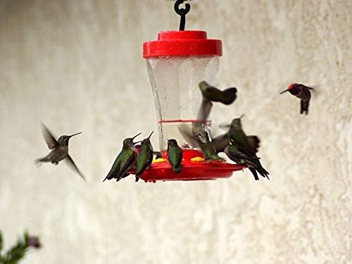 Diuangfoong Wall Art Prints Birds Feeders Drinkers Hummingbirds Printed On Canvas 12 X 16 Inches