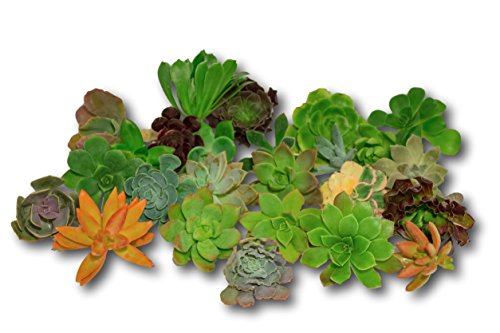 Fat Plants San Diego Gorgeous All Rosette Succulent Cuttings (25)