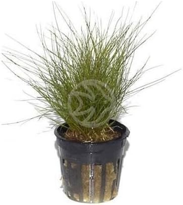 Eleocharis parvula