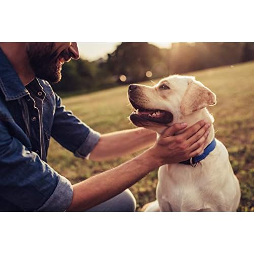 aloha medicinals k9 immunity