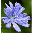 Rare Blue Daisy Seeds for Planting - Beautiful Flowers for The Garden