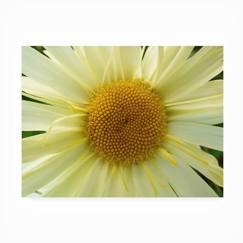 Trademark Fine Art Outdoor Canvas Art - Leslie Montgomery 'Mellow Yellow' Wall…