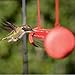 Perky-Pet HUMBAR200DTC Hummerbar Hummingbird Feeder, 2' , Red