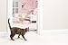 PetSafe Indoor Radio Fence for Cats and Dogs, Transmitter Only, Adjustable Range Up to 10 feet Radius, Tone and Static Correction - from The Parent Company of Invisible Fence Brand