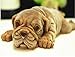 BUSOHA 3D Shar Pei Chocolate Mousse Cake Mold/Pug Dog Silicone Fondant Mold for Ice Cream Mould, Pudding, Soap, Polymer Clay, Crafting Resin