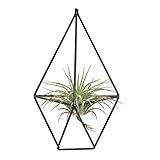 Rustic Wall Mount Hanging Irregular Pentagon Geometric Metal Tillandsia Air Plants Holder Rack Black Wall Accent Decor (BLACK)