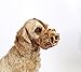 BASKERVILLE ULTRA MUZZLE - Patented Humane Design, Breathable, Dog can Pant and Drink, Adjustable, Padded, Dog Training Muzzle for Small Dogs, Prevents Biting, Wildlife Scavenging (Size 1, Tan)