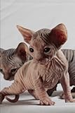 Sphinx Cat Journal