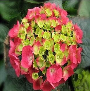 Amazon 6 15ピース100 リアルガーデンゼラニウム ペラルゴニウムゼラニウムの種子 ペラルゴニウムの花freeshipping 花