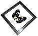 RARE FRAMED REAL BEAUTIFUL MAGPIC CROW BUTTERFLY DISPLAY INSECT TAXIDERMY 5