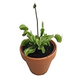 Venus Fly Trap Plant - Carnivorous - 3" Clay Pot
