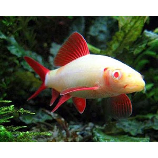 small shark fish price