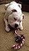 2 Pack Tug of War Dog Rope Toy for Medium or Large Breed Chew PUPTECK