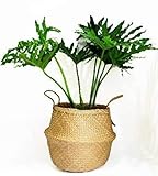 Cocoboo Natural Seagrass Belly Basket, Storage, Laundry basket, Handmade, Lightweight, Foldable (14 x 13 inches) Large