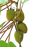 (Kiwi Za#008) Thailand Mini Kiwi Fruit 1pcs/lot(100 Seeds) Bonsai Plants, Delicious Kiwi Small Fruit Trees Seed