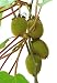 (Kiwi Za#008) Thailand Mini Kiwi Fruit 1pcs/lot(100 Seeds) Bonsai Plants, Delicious Kiwi Small Fruit Trees Seed primary