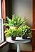 The HC Companies Sierra Round Self-Watering Pot - Lightweight Plastic Planter for Herbs & More - Durable Plant Pots for Indoor Plants & Outdoor Plants (13” Arizona Sand, Pack of 1)