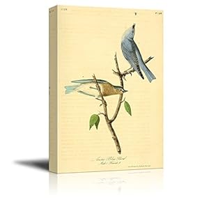 Beautiful Illustration of a Artic Blue Bird by John James Audubon - Canvas Art Home Art - 12x18 inches
