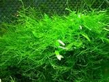 Java Moss - Vesicularia dubyana - Live aquarium plant