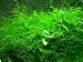 Java Moss - Vesicularia dubyana - Live aquarium plant