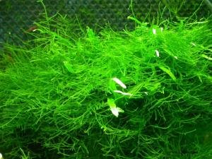 Java Moss - Vesicularia dubyana - Live aquarium plant