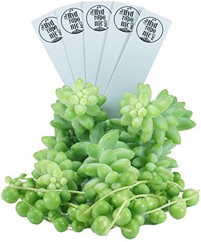 SucCuteLents Hanging Cutting Collection - (Donkey Tail, String of Pearls) Succulent Cactus Plant Cuttings with Stakes (10 Cuttings (5 of Each))