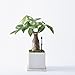 Sustee Aquameter (2 Brown, Medium) - Plant Soil Moisture Meter, Monitor, Probe, Indicator - Best for Potted Plants - Package of 2 Sensors