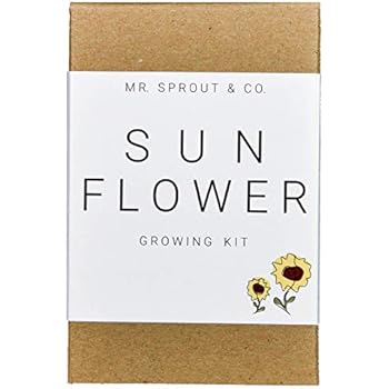 Amazon.com: Buzzy Seeds Terra Cotta Minis 12-Pack - for Weddings