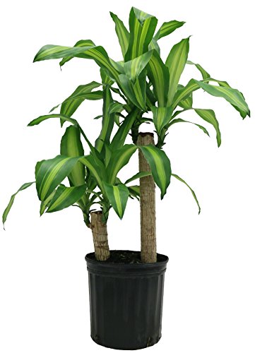 Costa Farms Mass Cane Corn Plant in 8.75-Inch Grower Pot