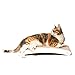 4CLAWS Curve Scratching Pad (White) - Basics Collection Cat Scratcher